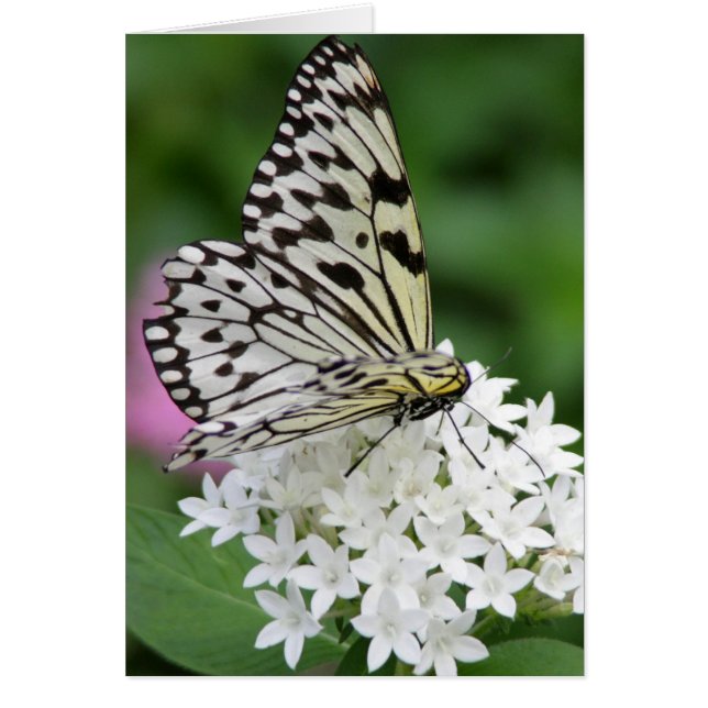 Papillon horizontal (Devant)