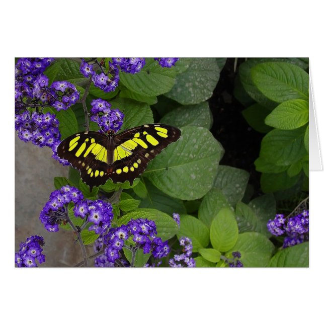 Papillon jaune sur les fleurs violettes Imprimer (Devant Horizontal)