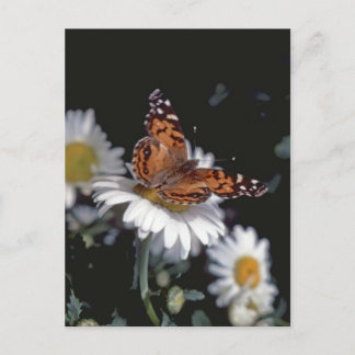Papillon Lady Peint Sur Carte Postale Daisy