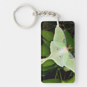 Papillon luna sur clématite de Carnaby
