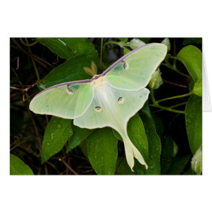Papillon luna sur clématite de Carnaby