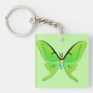 Papillon lune sur fond vert pâle