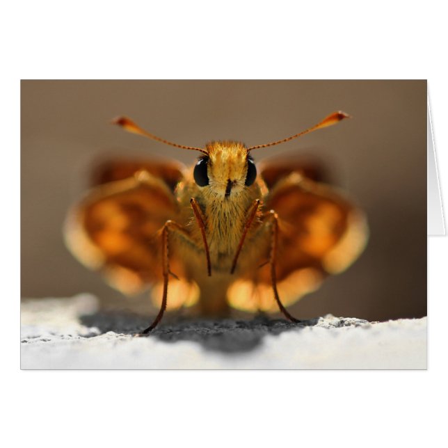 Papillon me regardant (Devant Horizontal)