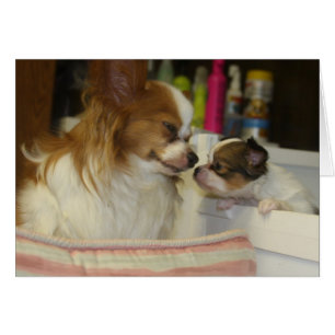 Papillon Mom and Baby