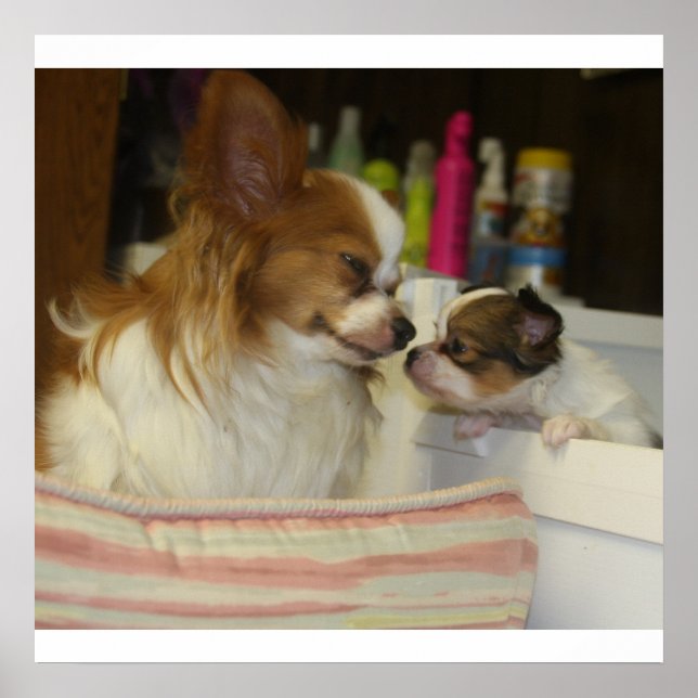 Papillon Mom and Baby Poster (Front)