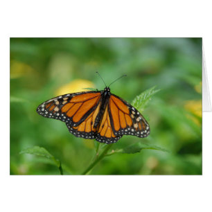 Papillon monarque