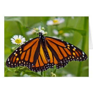 Papillon monarque