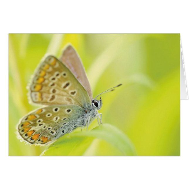 Papillon monarque (Devant horizontal)