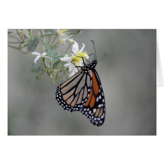 Papillon monarque