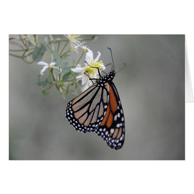 Papillon monarque (Devant horizontal)