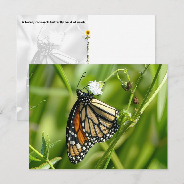 Papillon Monarque - carte postale (Devant / Derrière)