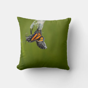 Papillon Monarque Émergé Du Coussin Cocoon