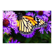 Papillon monarque, Poster d'Aster
