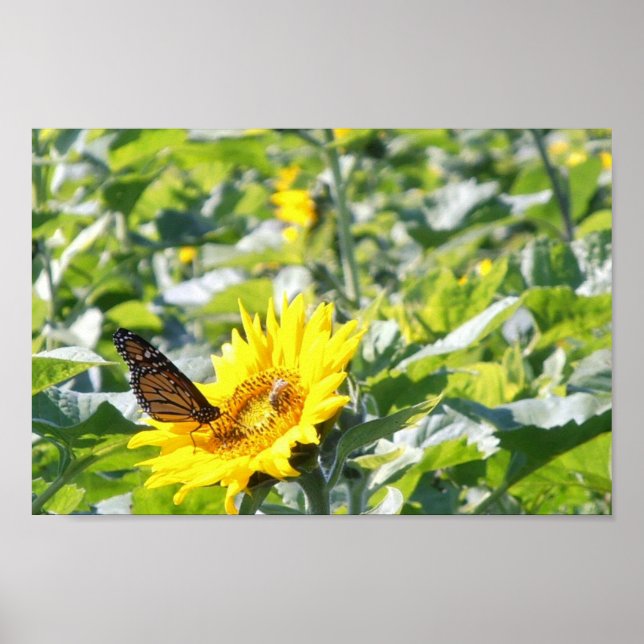 Papillon monarque sur affiche de tournesol (Devant)