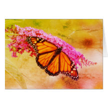 Papillon Monarque sur Bouddleia