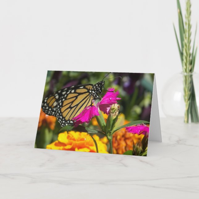 Papillon monarque sur cartes de voeux marigold ros (Devant)