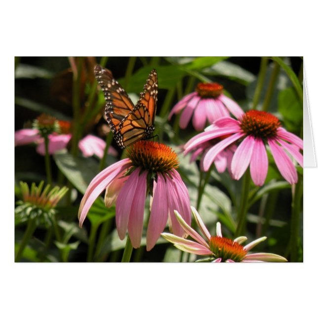Papillon monarque sur coneflower (Devant Horizontal)