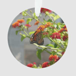 Papillon monarque sur le papillon rouge Bush