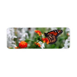 Papillon Monarque sur Orange et Lantana Rouge