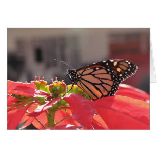 Papillon monarque sur Poinsettia