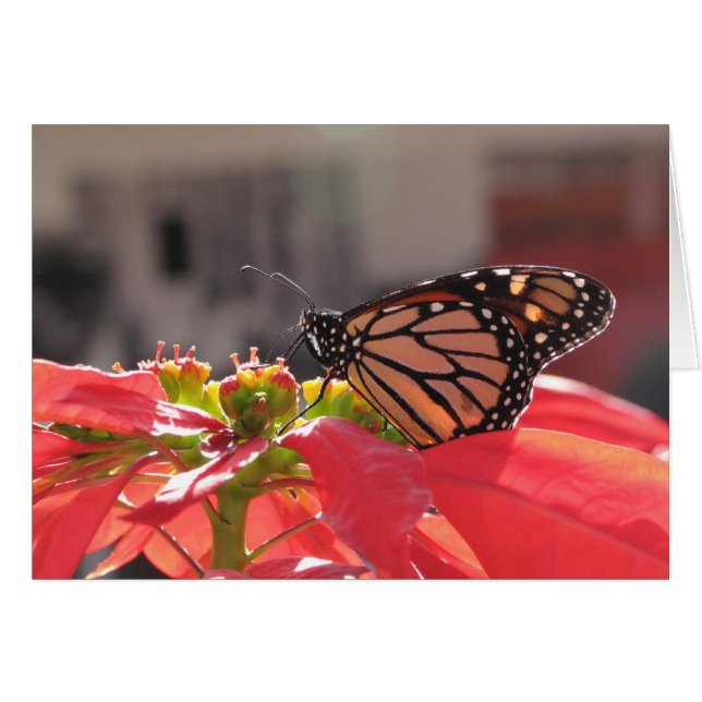 Papillon monarque sur Poinsettia (Devant horizontal)