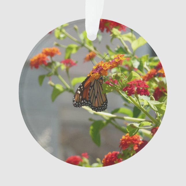 Papillon Monarque sur un Buddleia Rouge (devant)