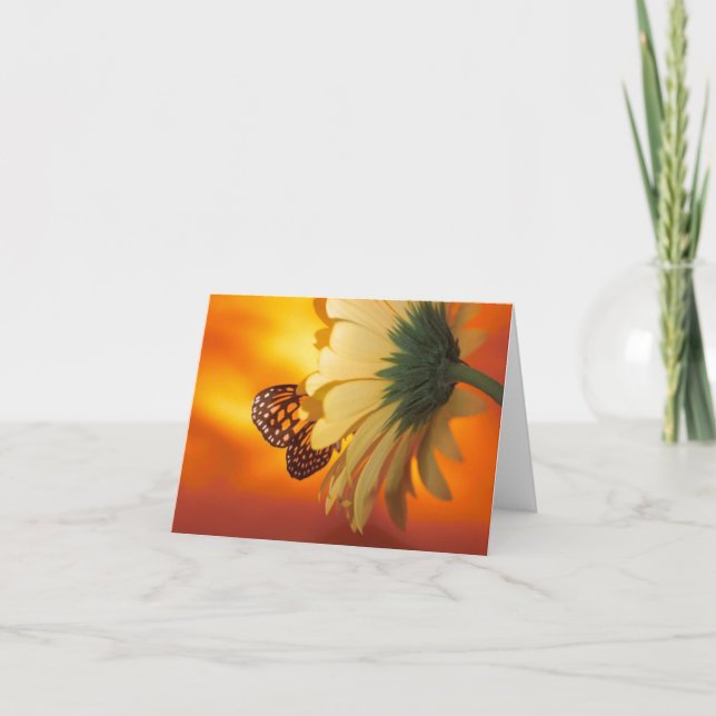 Papillon Monarque sur une carte blanche marguerite (Devant)