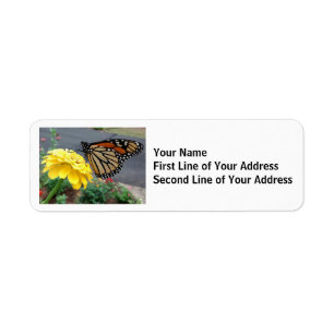 Papillon monarque sur Zinnia jaune