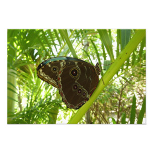 Papillon Morpho Bleu Photographie De La Nature