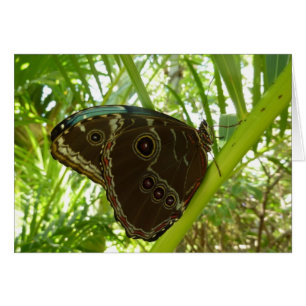 Papillon Morpho Bleu Photographie De La Nature Tro