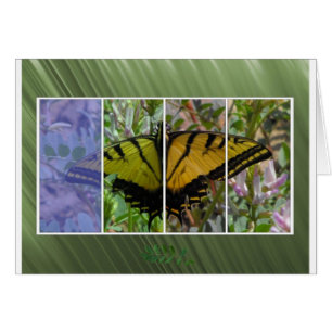 Papillon multicolore