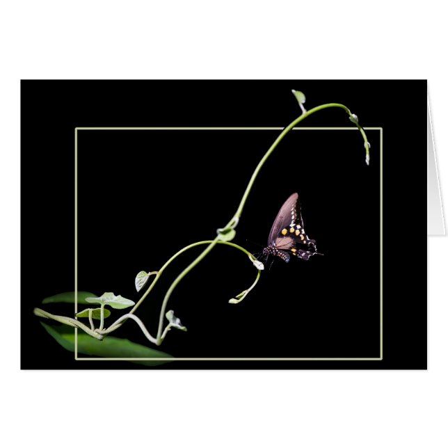 Papillon noir (Devant horizontal)