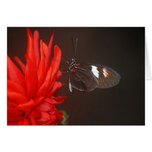 Papillon noir monarque