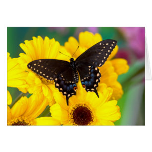 Papillon noir porte-queue