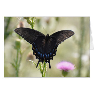 Papillon noir Swallowtail