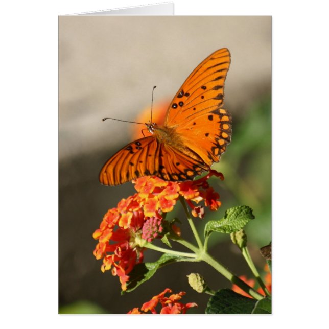 Papillon orange (Devant)