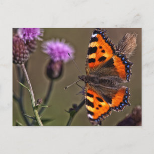 Papillon orange sur la carte postale de la fleur d