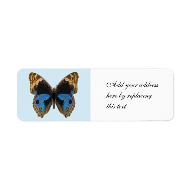 Papillon Pansy Bleu (Devant)