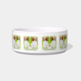 papillon,papilon,papillon dogs,papillon dog, bowl