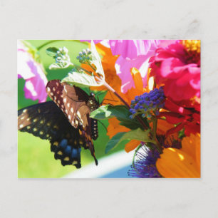 Papillon - Penser à votre carte postale