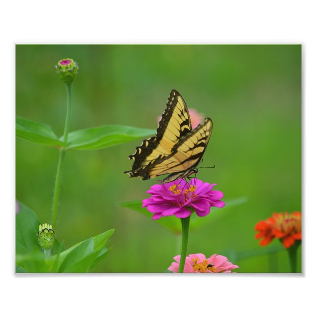 Papillon - Photo du jardin (Devant)