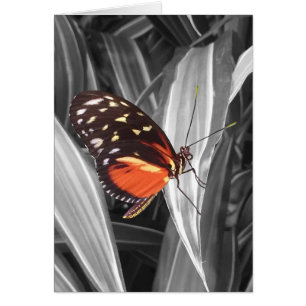 Papillon Pleasantville - Carte d'art 5" x 7"