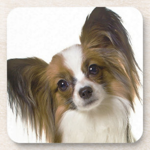 papillon.png coaster
