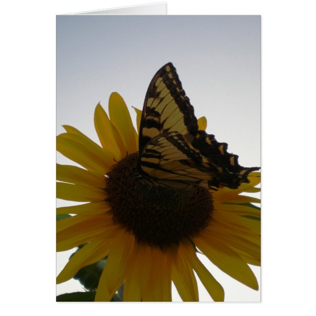 Papillon posé à la poussoire (Devant)