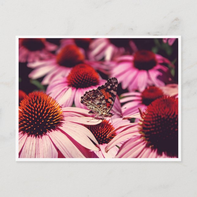 Papillon Postcard (Front)