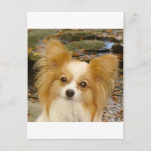 Papillon Postcard