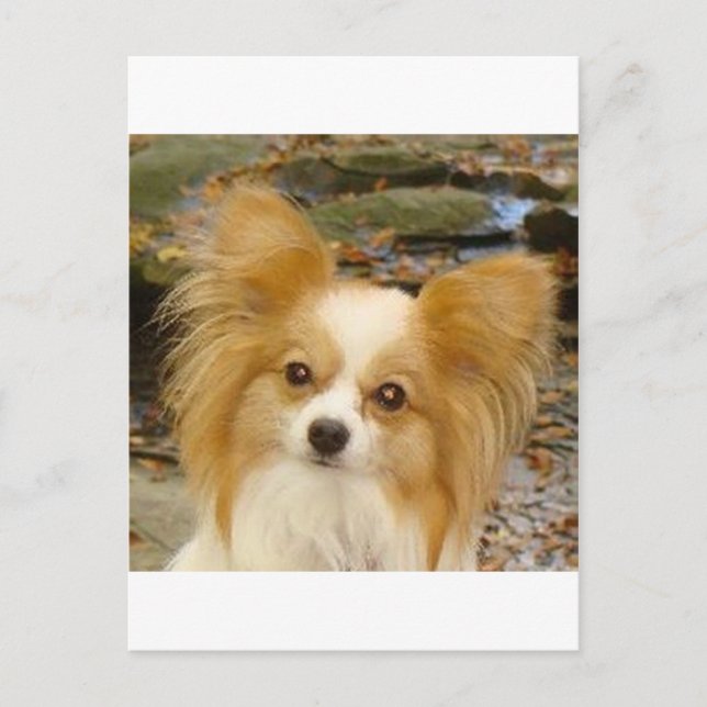 Papillon Postcard (Front)