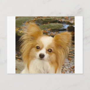 Papillon Postcard
