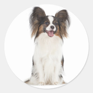 Papillon Puppy Dog - Love Puppies Classic Round Sticker