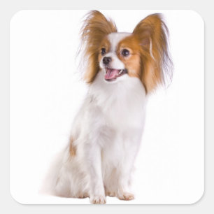 Papillon Puppy Dog - Love Puppies, Hello Square Sticker